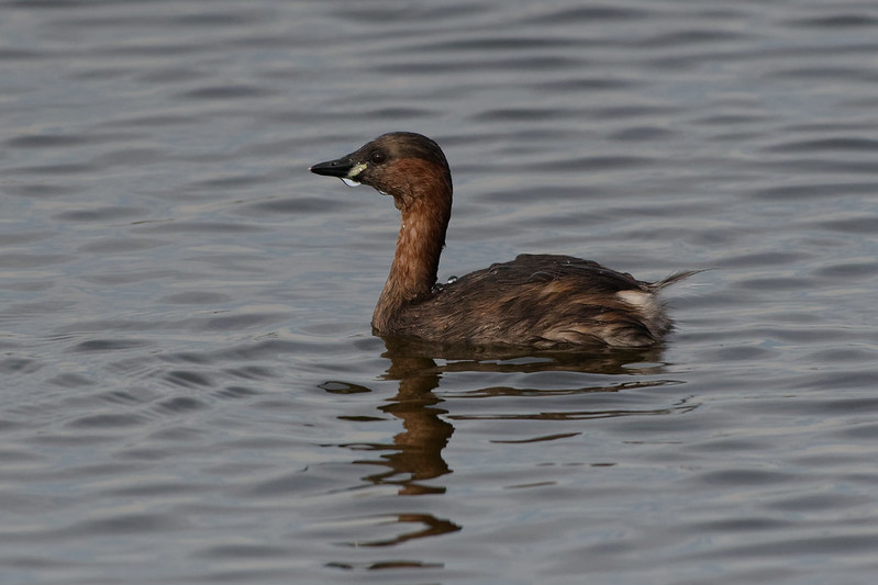 Grebe castagneux.jpg